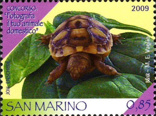 Tortoise (Family: Testudinidae)