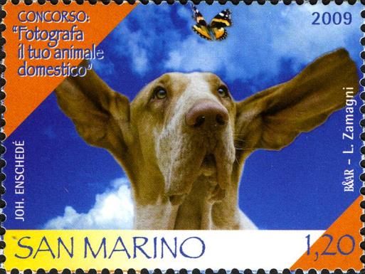 Beagle (Canis lupus familiaris), Butterfly