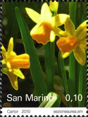 Narcissi