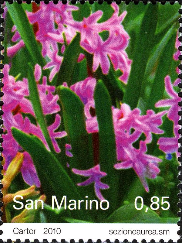 Tassel hyacinths