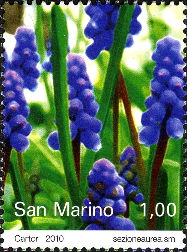 Hyacinths