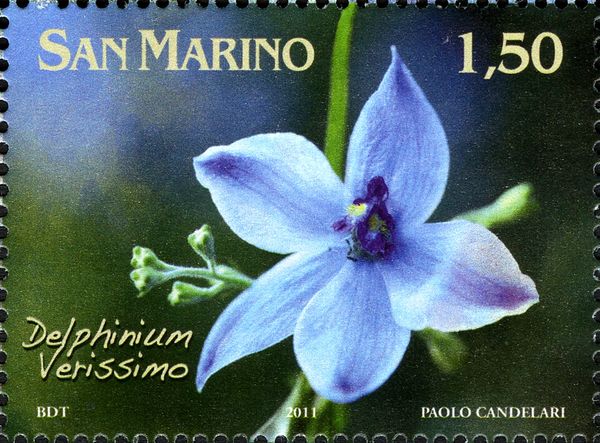Delphinium Verissimo