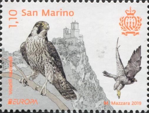 Peregrine Falcon (Falco peregrinus)