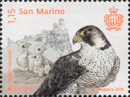 Peregrine Falcon (Falco peregrinus)