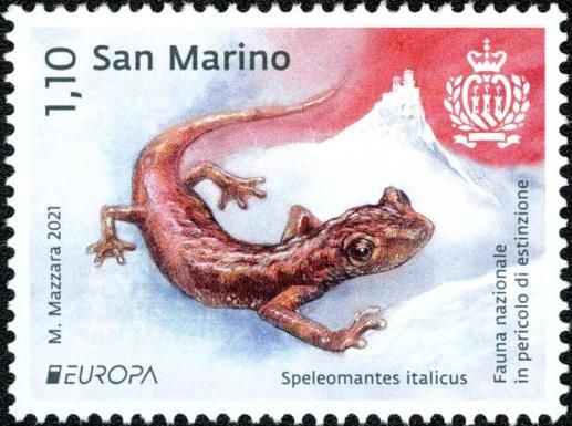 Italian cave salamander (Speleomantes italicus)