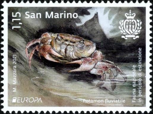 Freshwater crab (Potamon fluviatile)