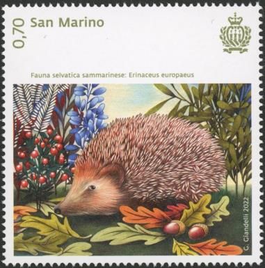 West European Hedgehog (Erinaceus europaeus)