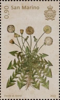 Dandelion (Taraxacum officinale)