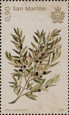 Olive (Olea europaea)