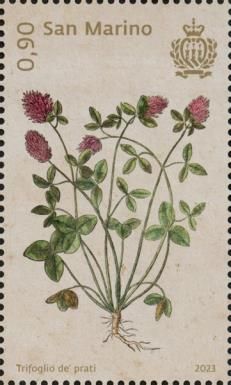 Meadow Clover (Trifolium pratense)