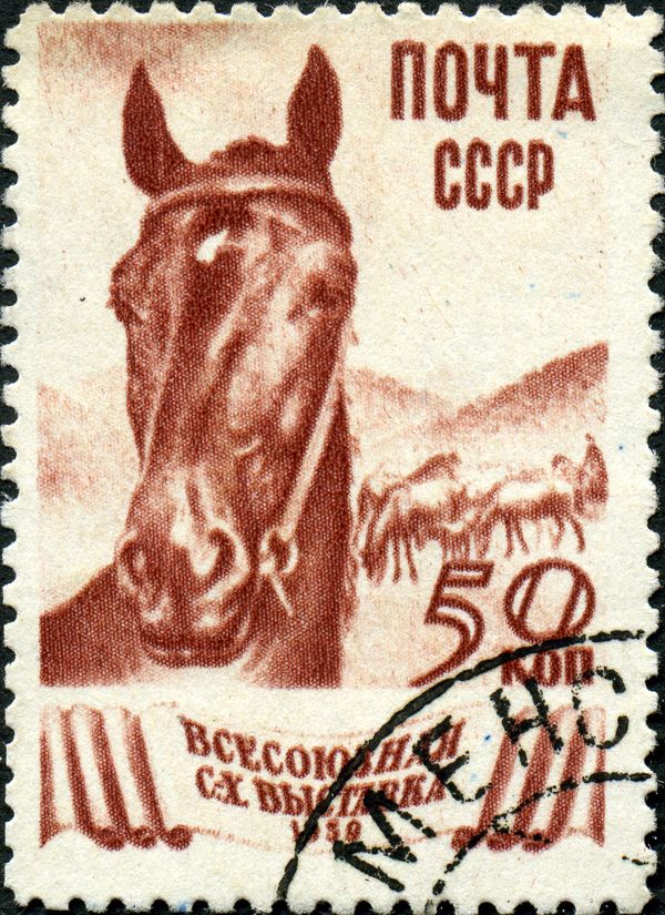 Horse Breeding