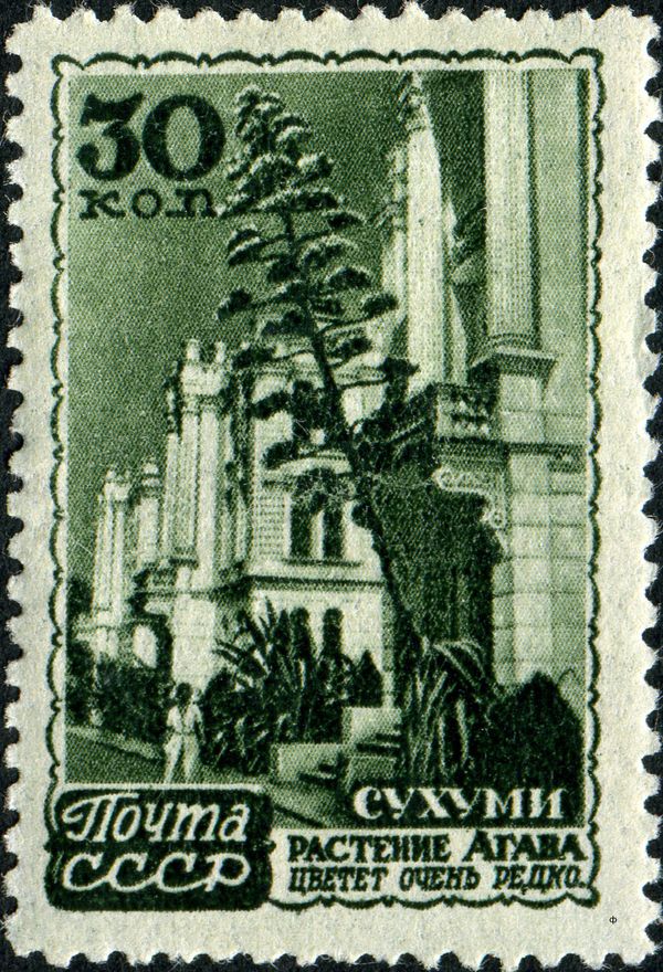 Blooming Agave, Sukhumi