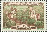 Tea Picking