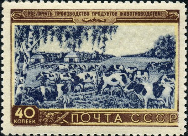 Herd of Dairy Cattle