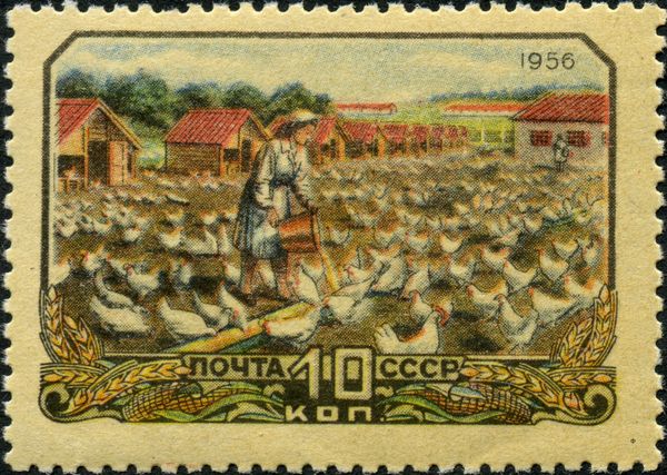 Poultry Farm