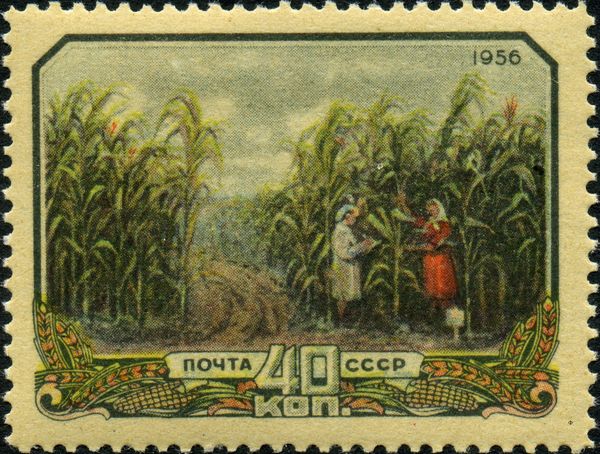 Corn Field