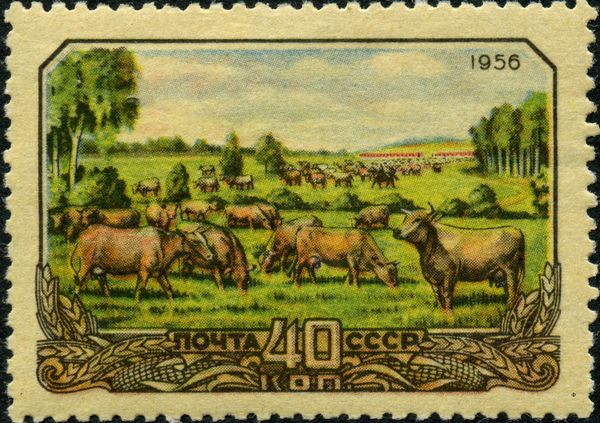 Cow Herd on a Pasture