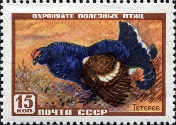 Black Grouse (Lyrurus tetrix)