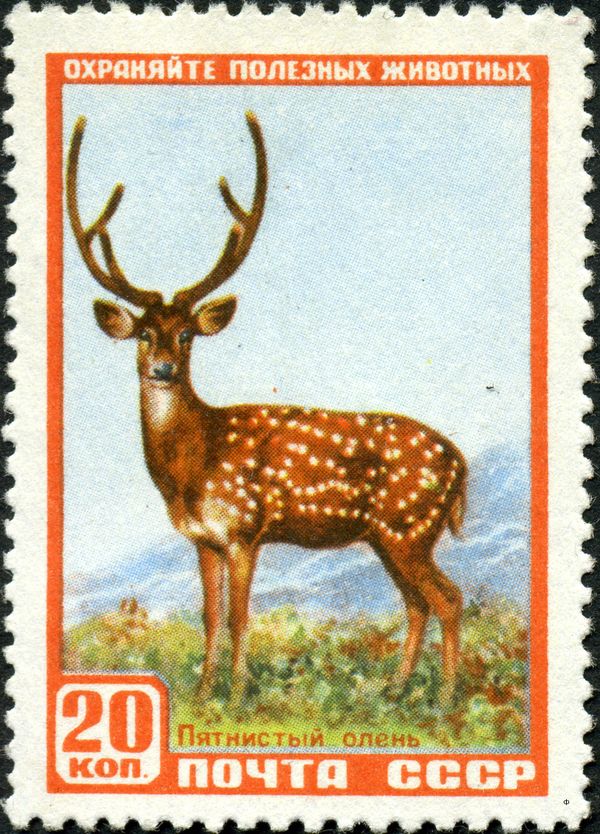 Manchurian Sika Deer (Cervus nippon mantchuricus)