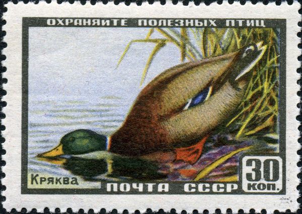 Mallard (Anas platyrhynchos)