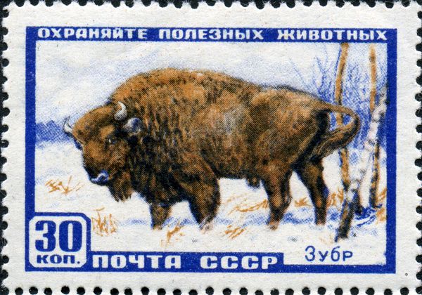 European Bison (Bos bonasus)