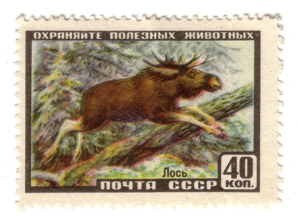 Moose (Alces alces)