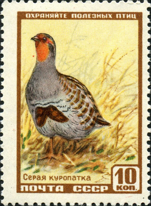 Grey Partridge (Perdix perdix)