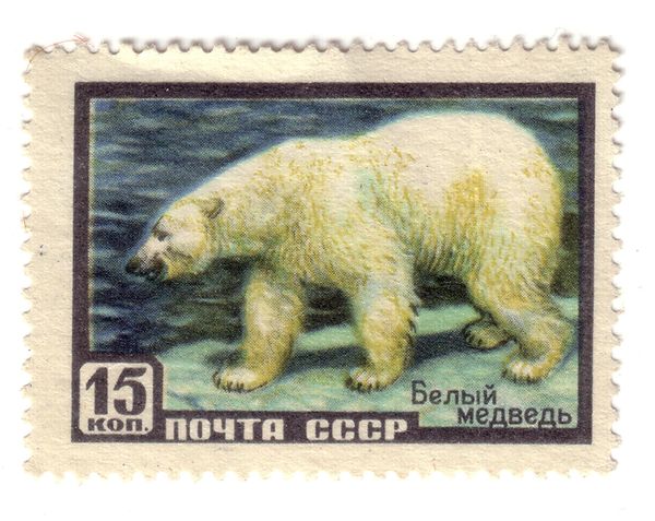 Polar Bear (Ursus maritimus)