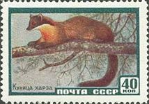 European Pine Marten (Martes martes)