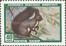 Eurasian Red Squirrel (Sciurus vulgaris)