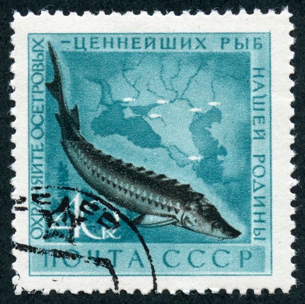European Sea Sturgeon (Acipenser sturio)