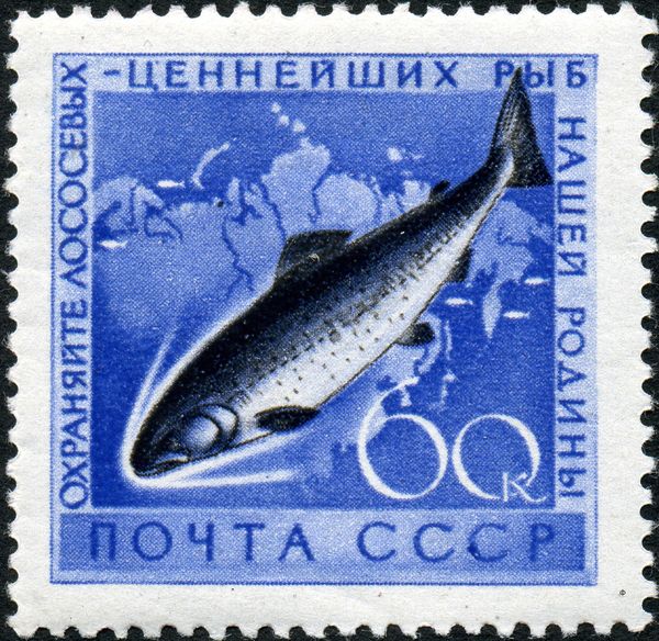 Chum Salmon (Oncorhynchus keta)