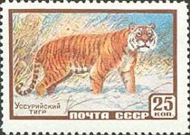 Siberian Tiger (Panthera tigris altaica)