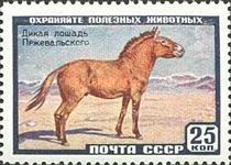 Przewalski’s Horse (Equus przewalskii)