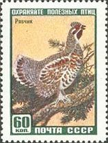 Hazel Grouse (Tetrastes bonasia)