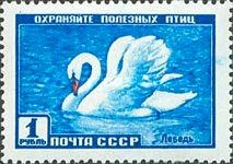 Mute Swan (Cygnus olor)