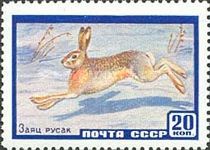 European Hare (Lepus europaeus)