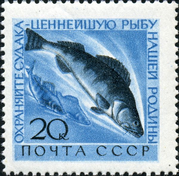 Pike-perch (Lucioperca lucioperca)