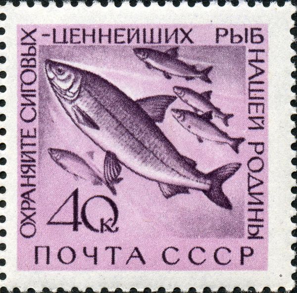 Lavaret (Coregonus lavaretus)
