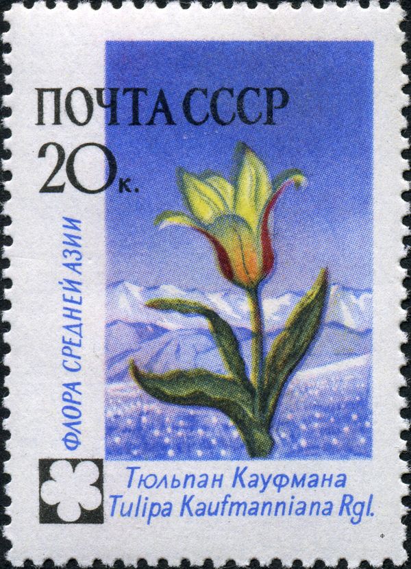 Tulip (Tulipa Kaufmanniana)