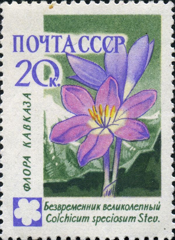 Autumn Crocus (Colchicum speciosum)