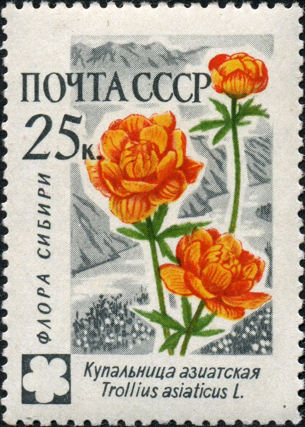 Asian Globeflower (Trollius asiaticus)