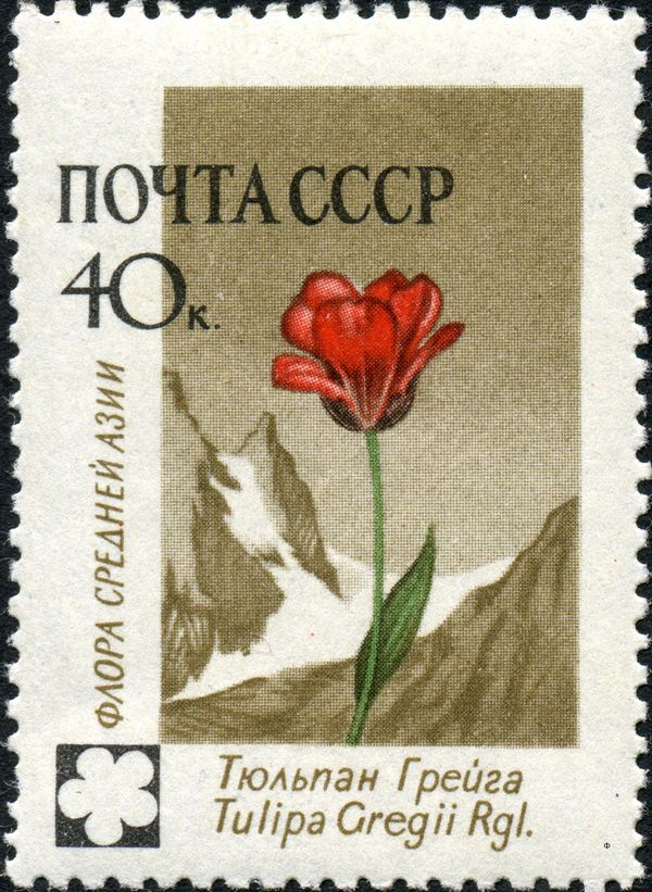 Tulip (Tulipa Gregii)