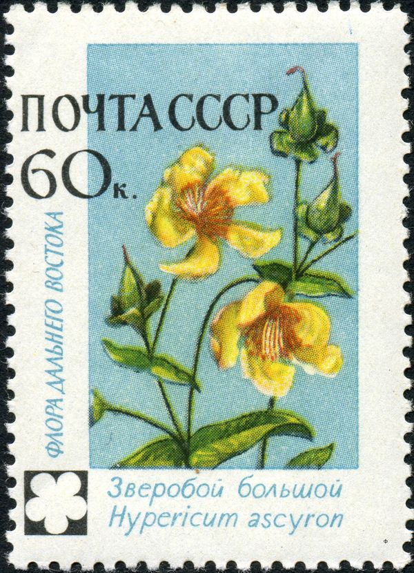 St.John's Wort (Hypericium ascyron)