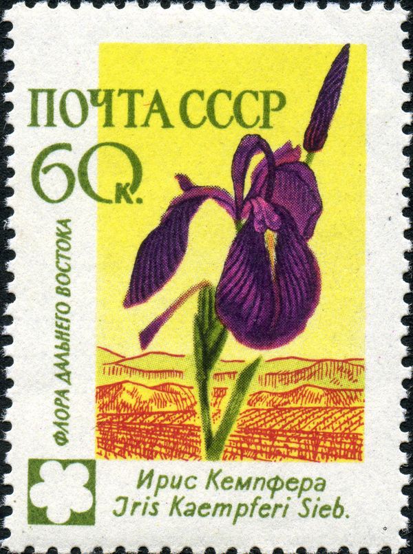 Iris (Iris Kaempferi)