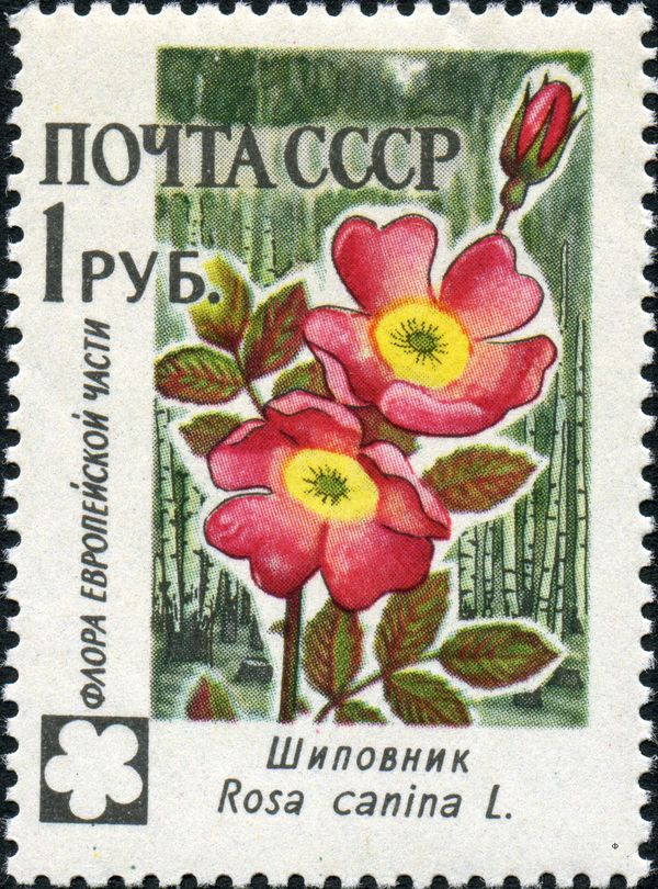 Dog Rose (Rosa canina)