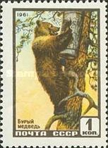 Brown Bear (Ursus arctos)