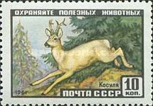 Eastern Roe Deer (Capreolus pygargus)