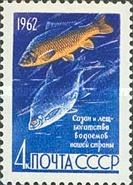 Common Carp (Cyprinus carpio), Common Bream (Abramis brama)