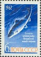 Atlantic Salmon (Salmo salar)